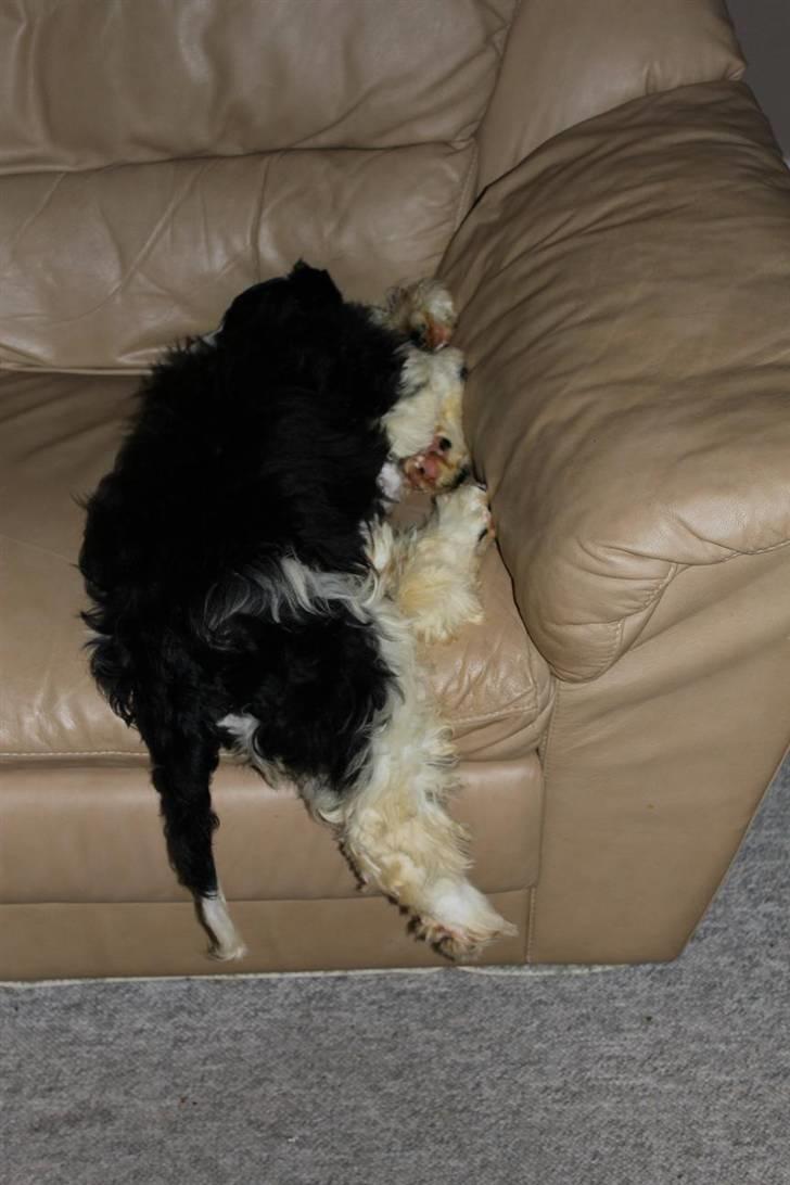 Amerikansk cocker spaniel Galaksi Tonight billede 4