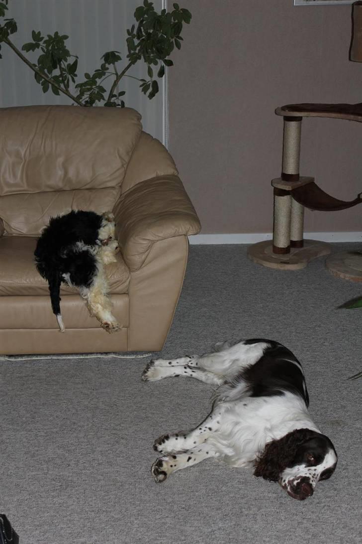 Amerikansk cocker spaniel Galaksi Tonight billede 5