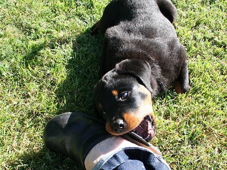 Rottweiler Kakestto's Freya billede 6