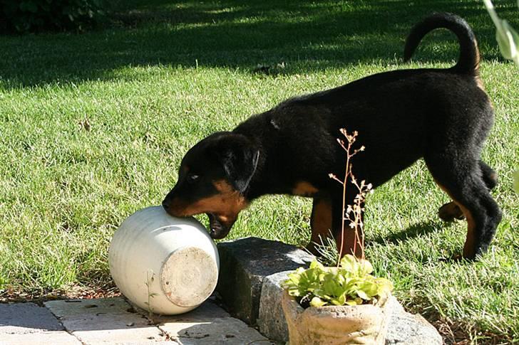 Rottweiler Kakestto's Freya billede 7