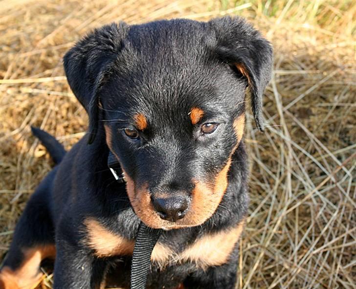 Rottweiler Kakestto's Freya billede 8