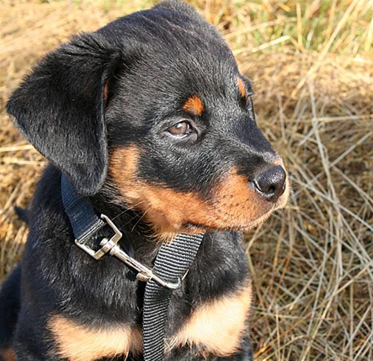 Rottweiler Kakestto's Freya billede 9