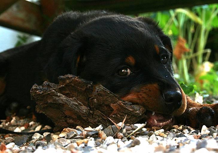 Rottweiler Kakestto's Freya billede 10