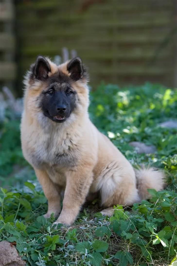Eurasier Super Nova billede 12