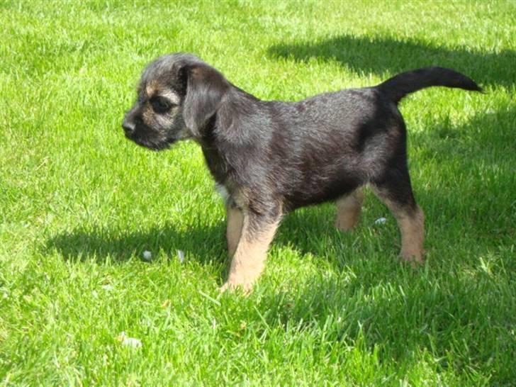 Border terrier **Molander Erik (Emil)** billede 5