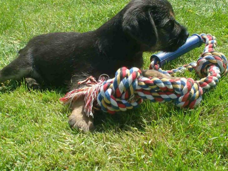 Border terrier **Molander Erik (Emil)** billede 6