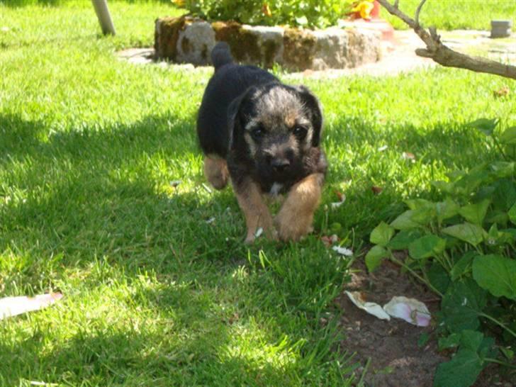 Border terrier **Molander Erik (Emil)** - Emil på liste fødder billede 3
