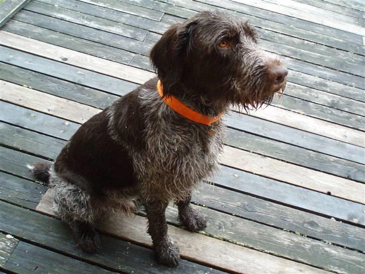 Ruhåret hønsehund Paw - Norge 2009 :-) billede 15