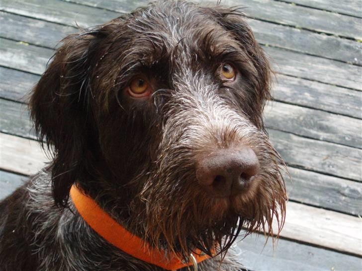 Ruhåret hønsehund Paw - Norge 2009 :-) billede 16