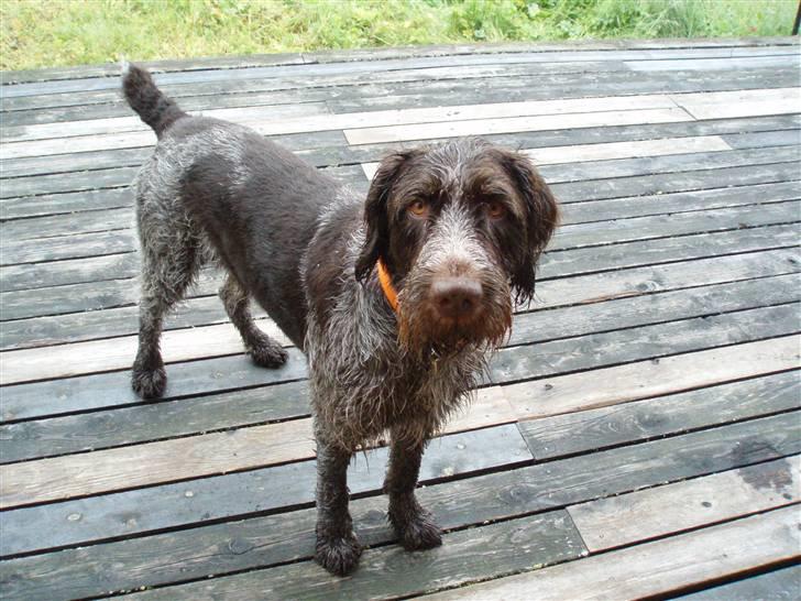 Ruhåret hønsehund Paw - Norge 2009 :-) billede 17