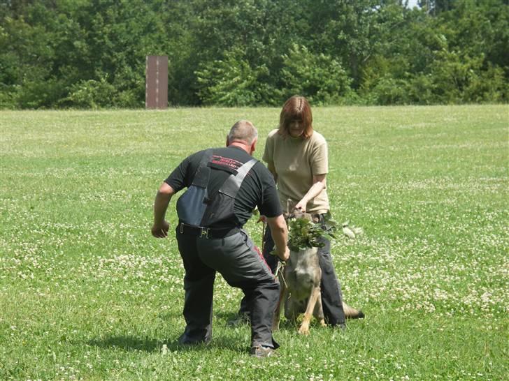 Schæferhund Vigant billede 18