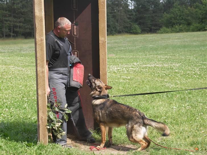 Schæferhund Vigant billede 19