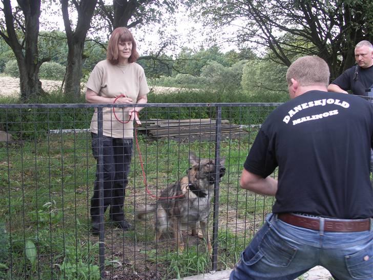 Schæferhund Vigant billede 20