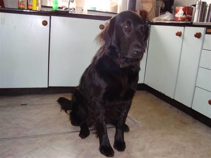 Flat coated retriever Penny billede 1