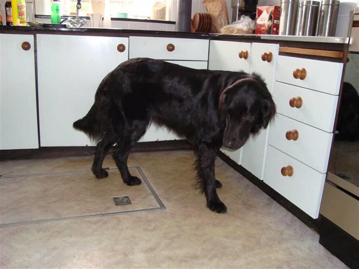 Flat coated retriever Penny billede 2