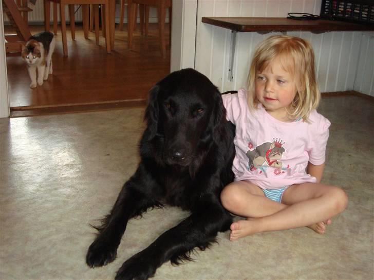 Flat coated retriever Penny - To der elsker hinanden. billede 3