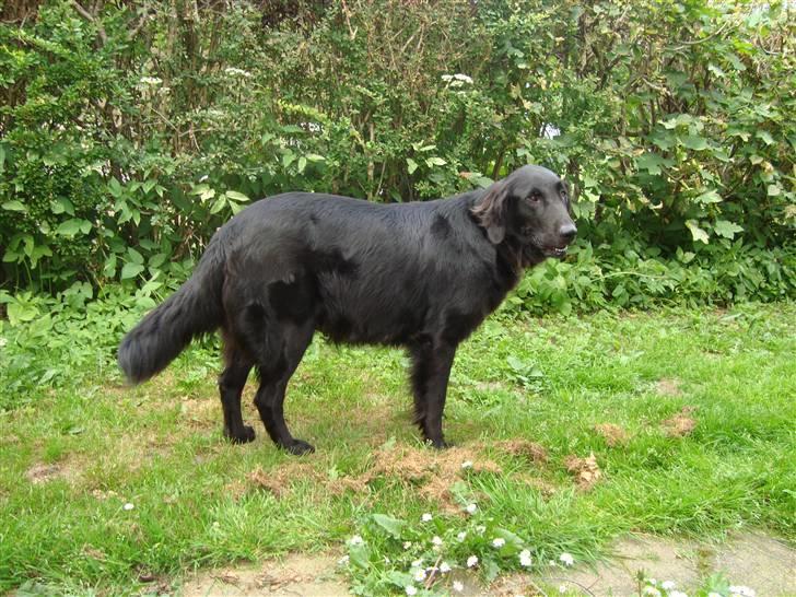Flat coated retriever Penny - Penny et par dage før termin. billede 4