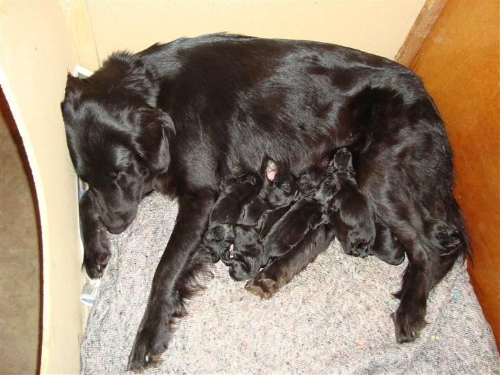 Flat coated retriever Penny - Penny med hendes hvalpe, født den 5 juli 2010 billede 5