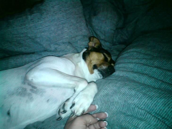 Dansk svensk gaardhund Hanni   R.I.P ... billede 7