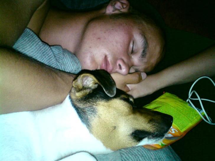 Dansk svensk gaardhund Hanni   R.I.P ... - ZZzzzZZ billede 8