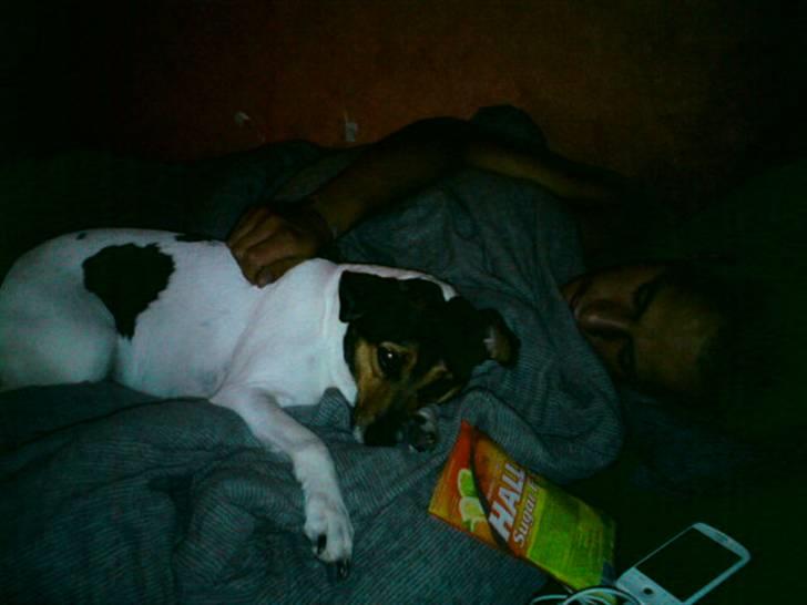 Dansk svensk gaardhund Hanni   R.I.P ... - for mig lige en skaper med dennis :)  billede 9