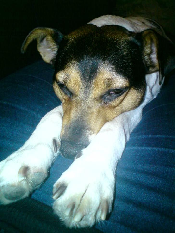 Dansk svensk gaardhund Hanni   R.I.P ... - puha kan snart ikke holde øjnene åben længere  billede 10