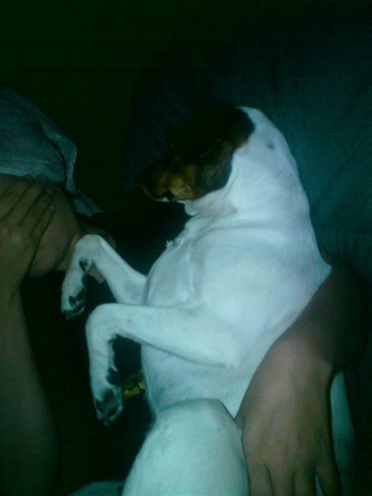 Dansk svensk gaardhund Hanni   R.I.P ... - hallo kom frem du behøver ikke gemme dig for mig  billede 11