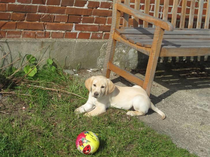 Labrador retriever Karla  billede 7