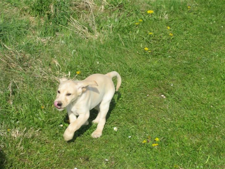 Labrador retriever Karla  billede 8
