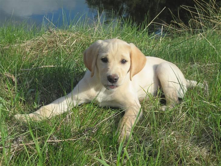 Labrador retriever Karla  billede 9