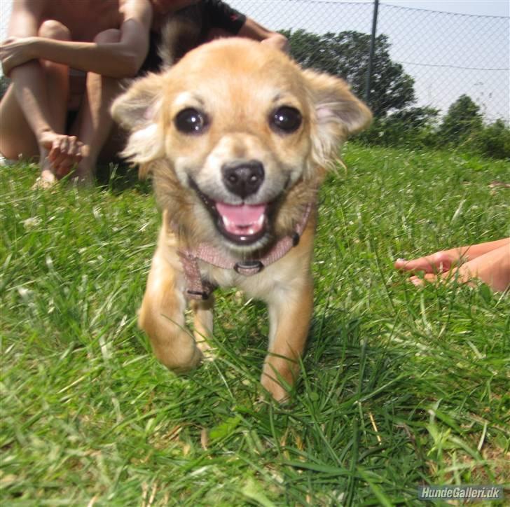 Chihuahua Lerche`s Miss Pepsi( udstationeret) - 12/7-10 billede 11