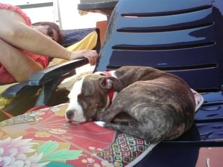 Amerikansk staffordshire terrier Chica billede 6