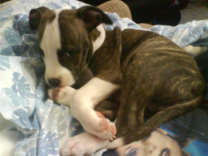 Amerikansk staffordshire terrier Chica billede 7