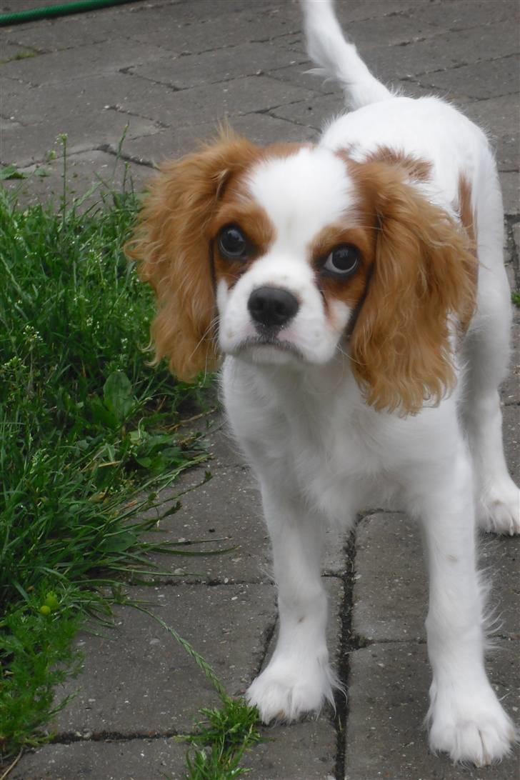 Cavalier king charles spaniel Joey billede 1