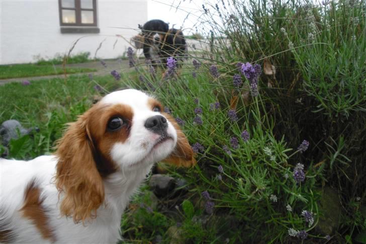 Cavalier king charles spaniel Joey billede 2