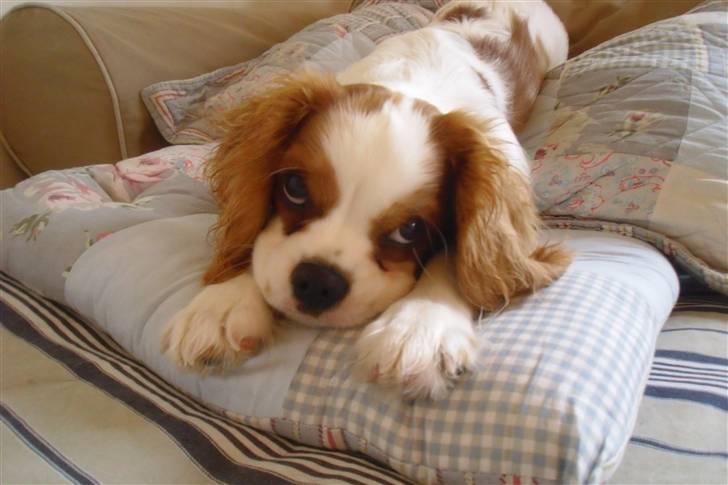 Cavalier king charles spaniel Joey billede 3