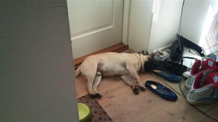 Mops Uffe - Når maden er spist skal man lige slå mave ! billede 7