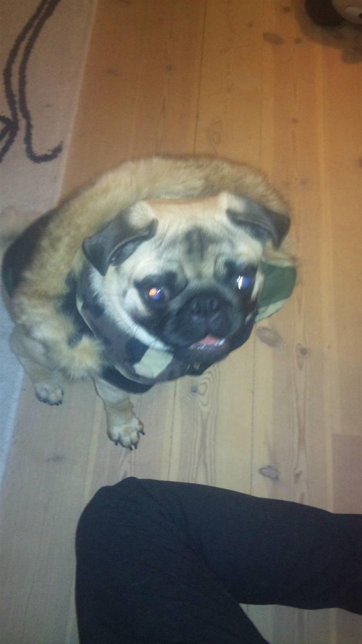 Mops Uffe - "fik vinterjakke af mormor" billede 8