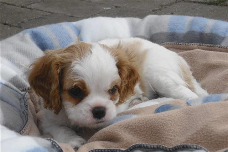 Cavalier king charles spaniel Joey billede 4