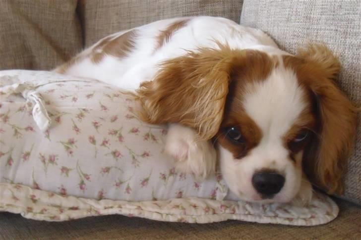 Cavalier king charles spaniel Joey billede 5