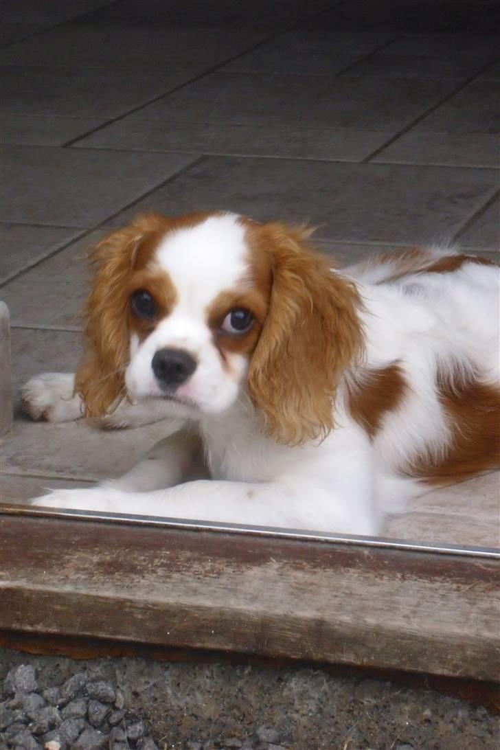 Cavalier king charles spaniel Joey billede 7