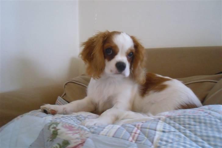 Cavalier king charles spaniel Joey billede 8