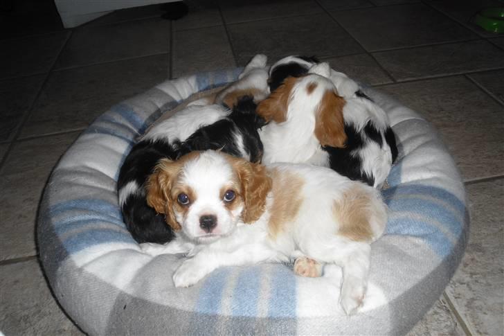 Cavalier king charles spaniel Joey billede 9