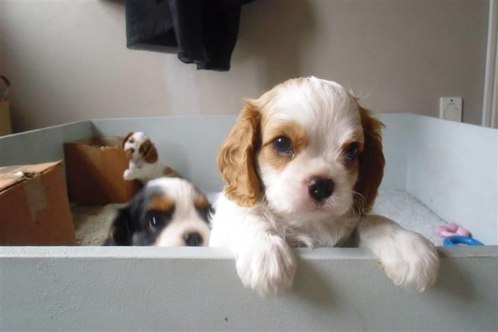 Cavalier king charles spaniel Joey billede 10