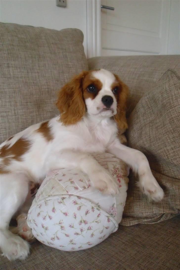 Cavalier king charles spaniel Joey billede 11