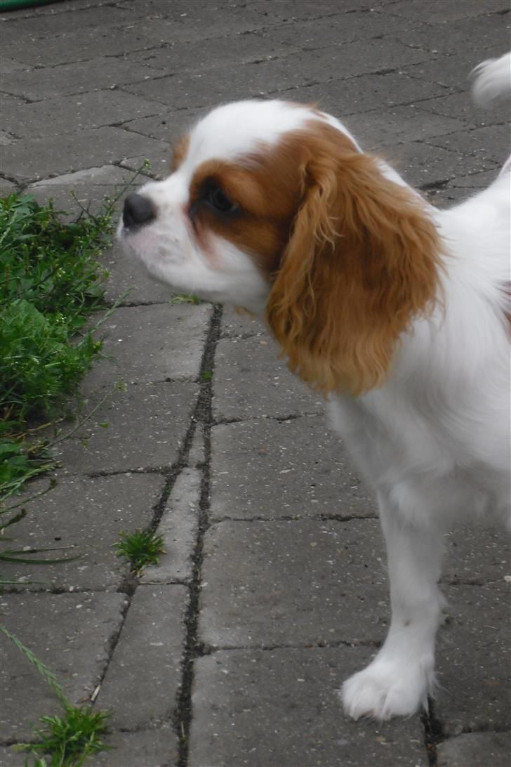 Cavalier king charles spaniel Joey billede 12