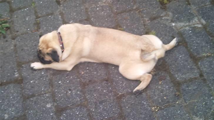 Mops Uffe billede 10