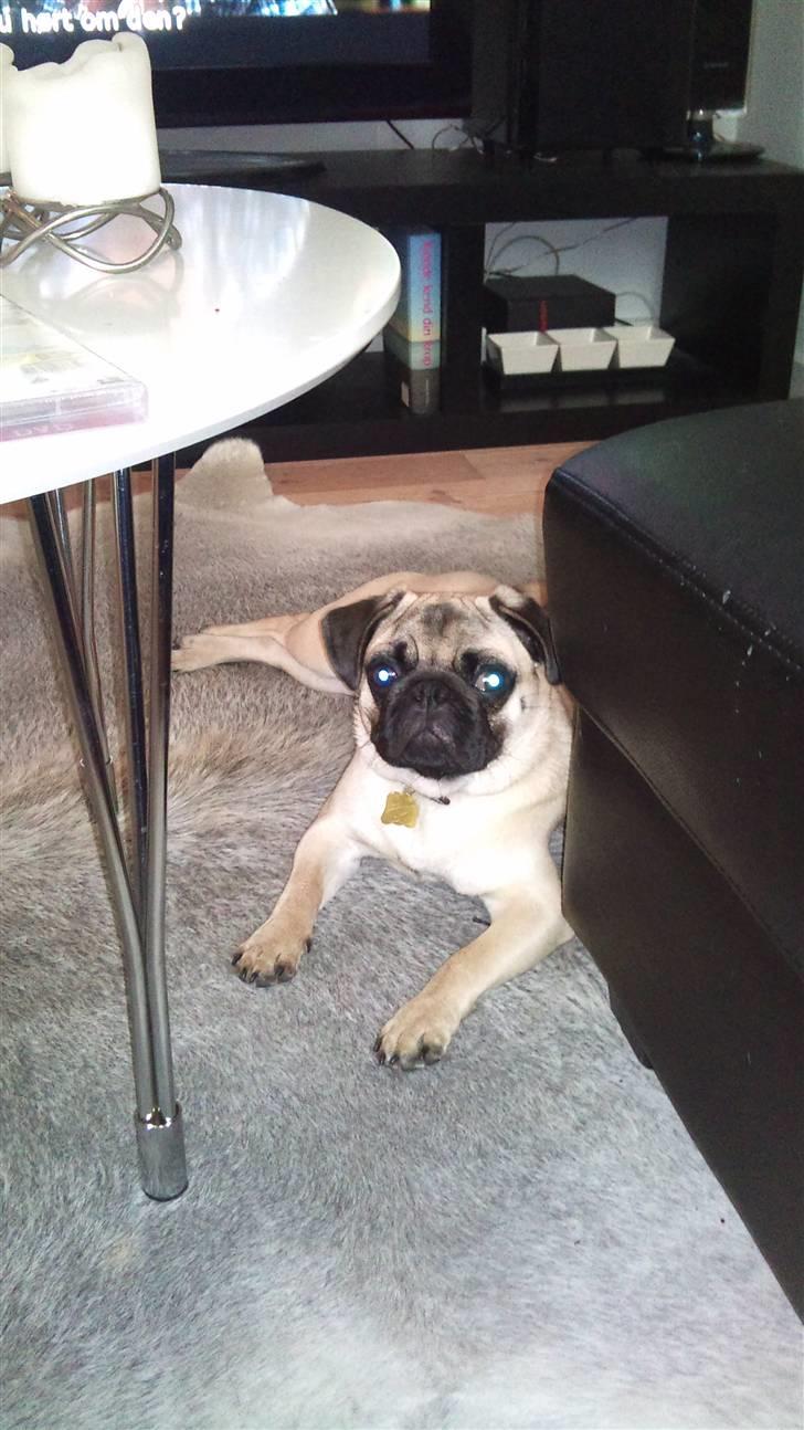 Mops Uffe billede 11