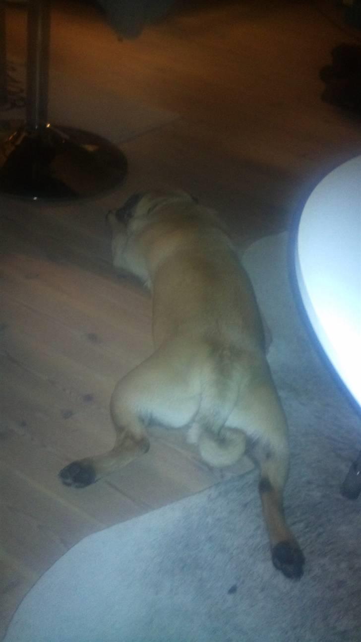 Mops Uffe - Hans bedste måde at ligge på, når der skal tages en lur ! billede 12