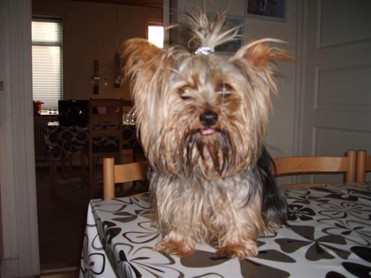 Australian silky terrier Luna R:I:P billede 16